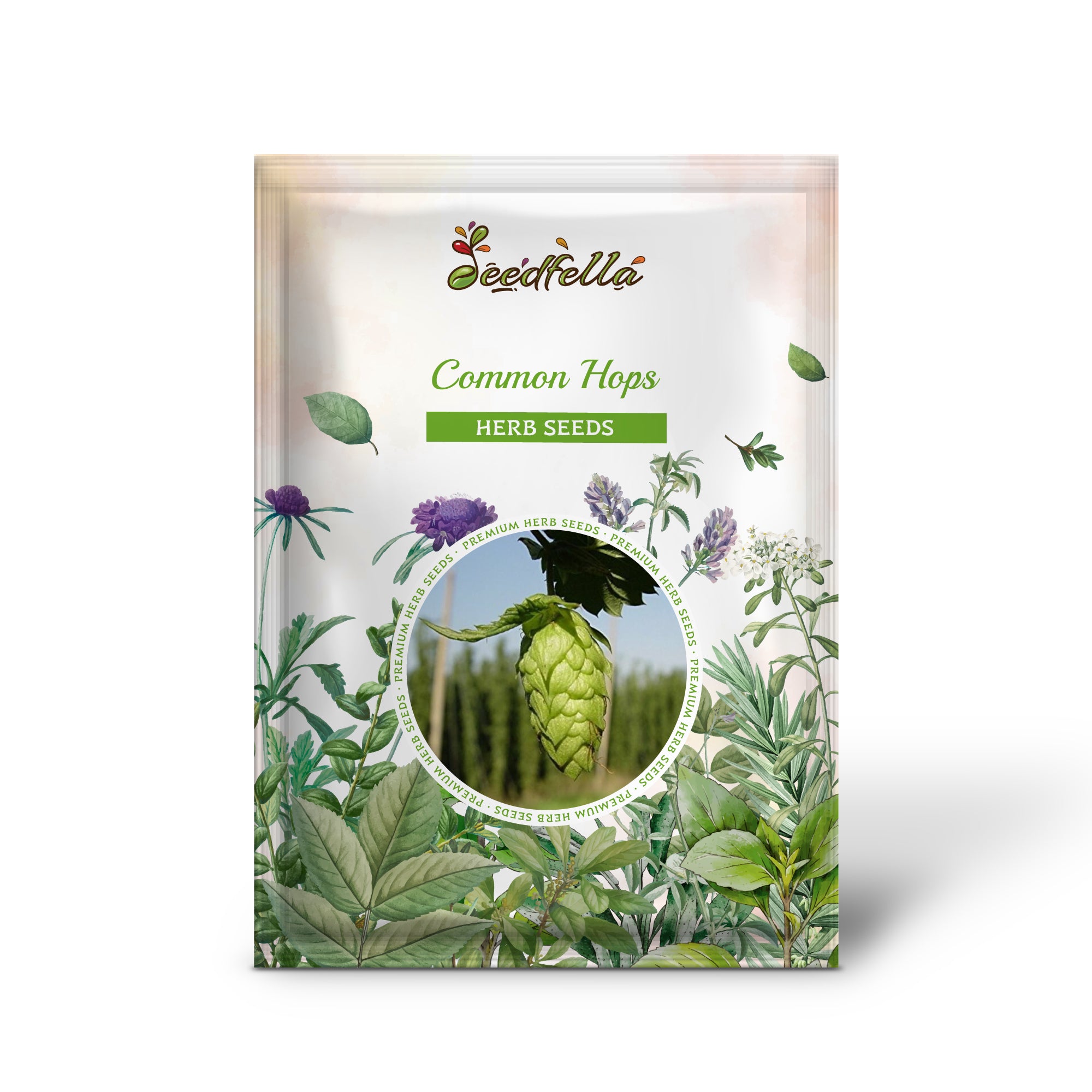 Humulus lupulus vine growing on trellis