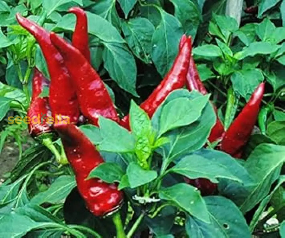 Hungarian Paprika Pepper seeds ornamental Capsicum