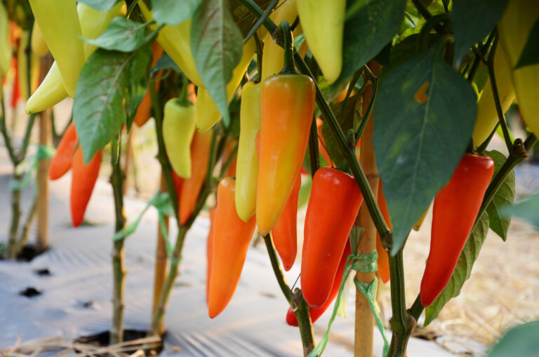 Hungarian Pepper plants growing in garden vegetable patch