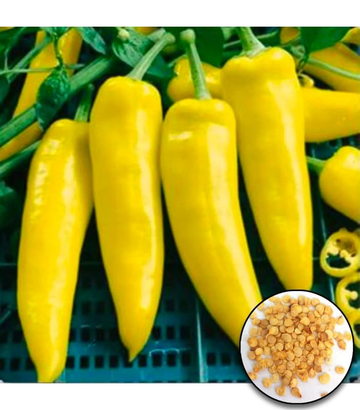Hungarian Yellow Wax Pepper seeds for home garden planting