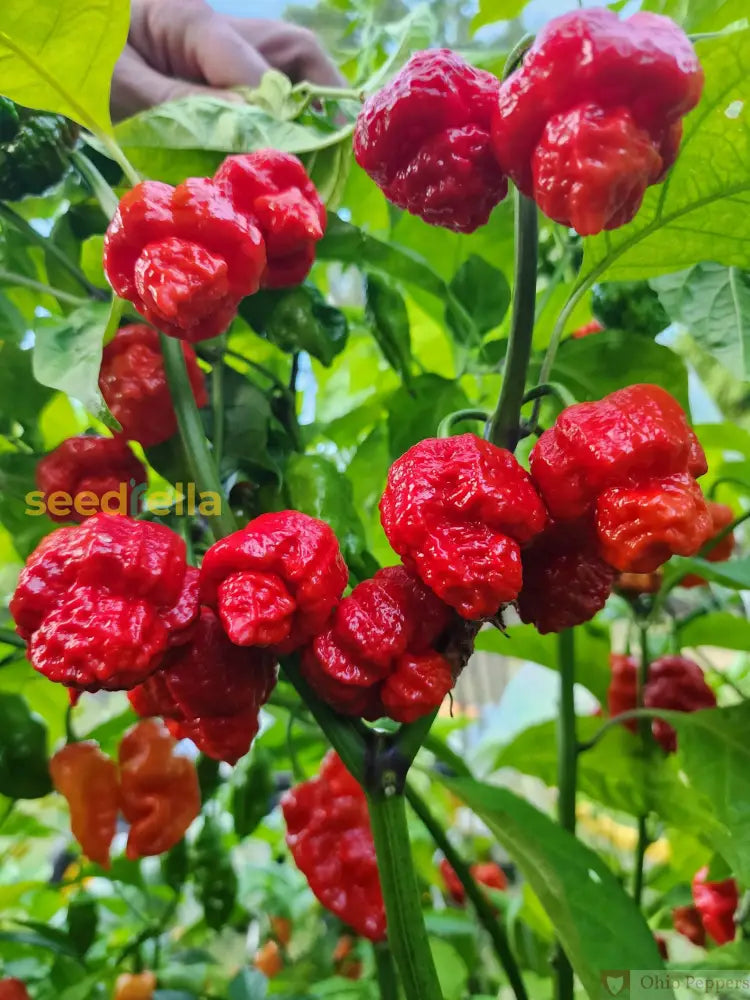Hurt Berry extreme hot pepper seeds