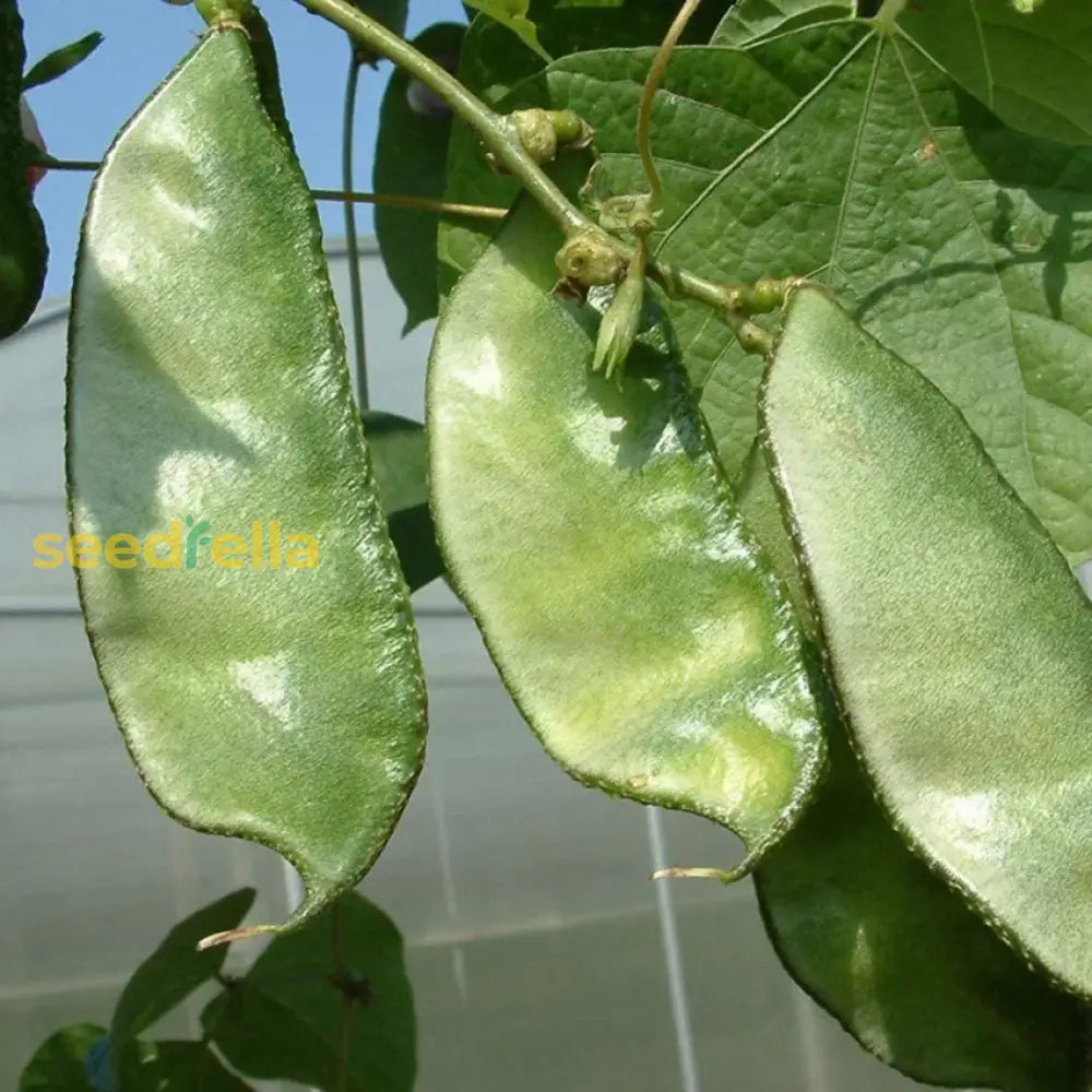 Hyacinth bean seeds for planting