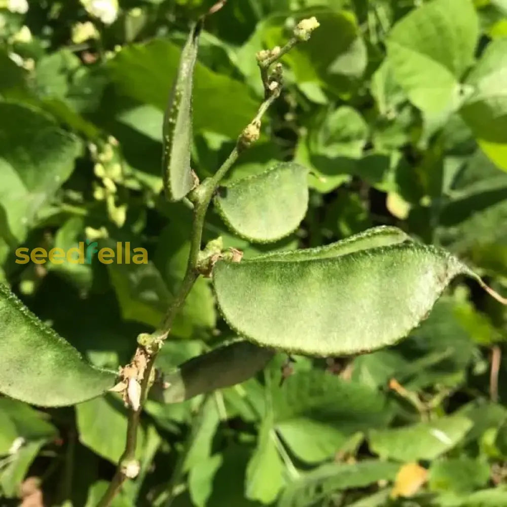 Hyacinth bean seeds growing guide