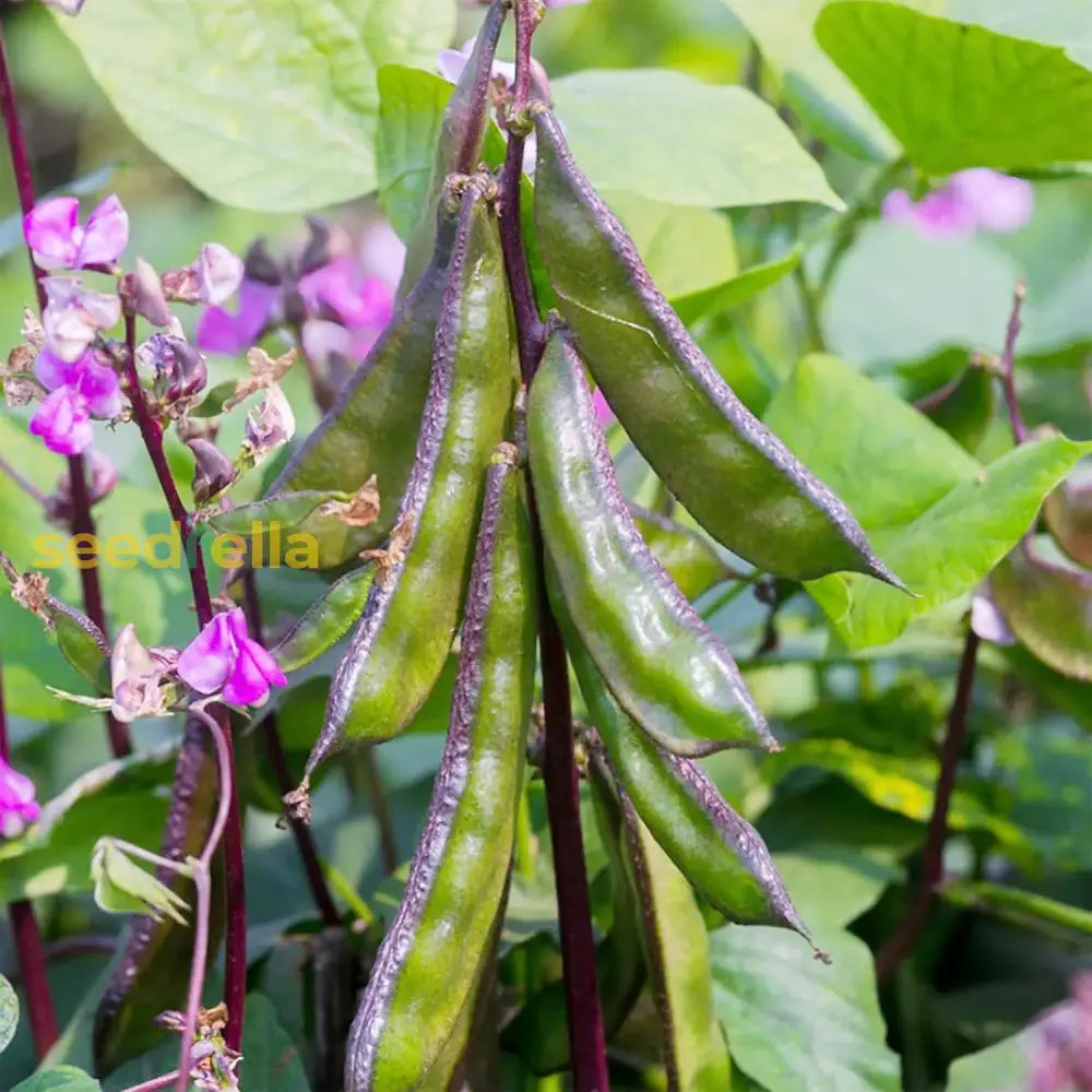 Hyacinth Bean Seeds Lablab Purpureus Vigorous Fast-Growing Vine Plant Showy Fragrant Flowers Edible