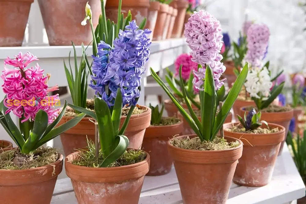 Hyacinthus Flower Seeds - Planting For Colorful Blooms