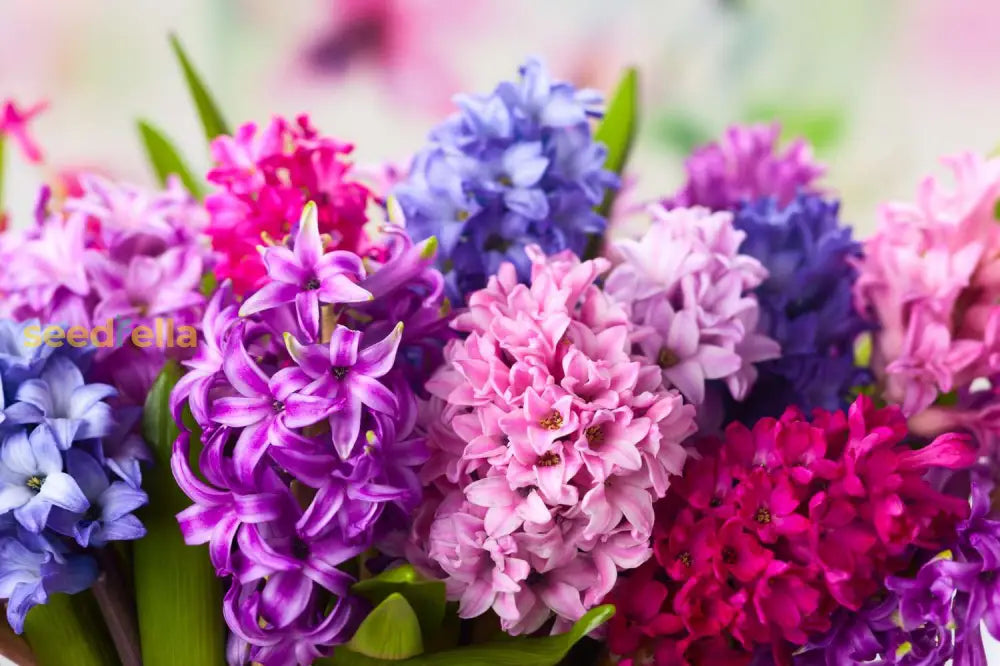 Hyacinthus Flower Seeds - Planting For Colorful Blooms