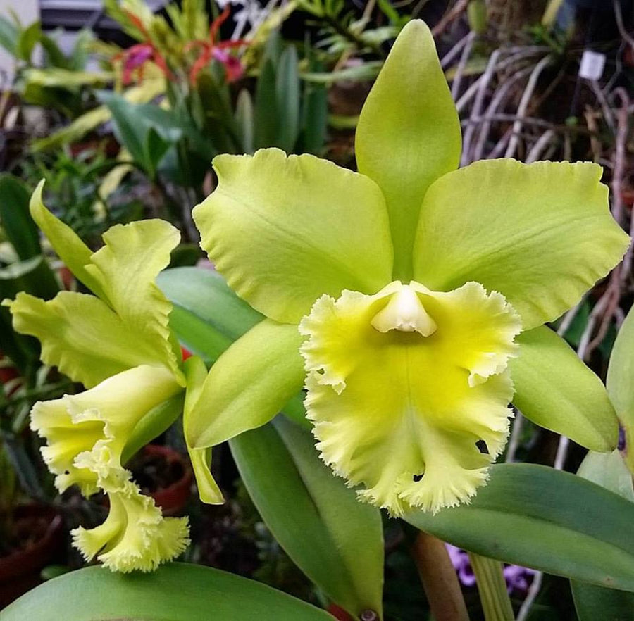 Green Cattleya Flower seeds for Planting - Long Bloom Season, Heirloom & GMO Free Seeds for Home Garden
 
 Sale for planting in home garden