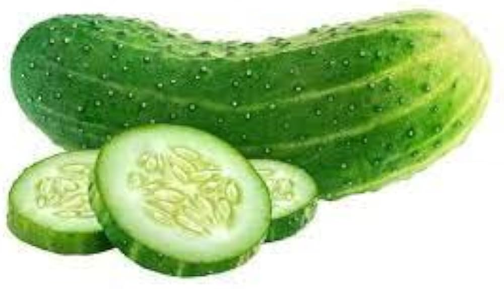 Hybrid cucumber plants grown from KVARIT F1 seeds