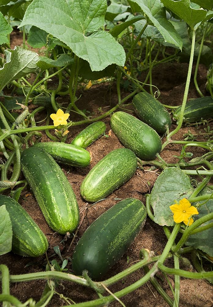 Hybrid Super Reale F1 cucumber seeds for home gardens