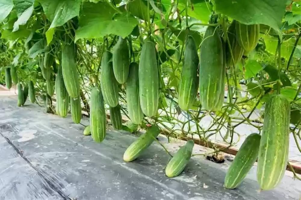 Hybrid cucumber seeds high-yield garden variety