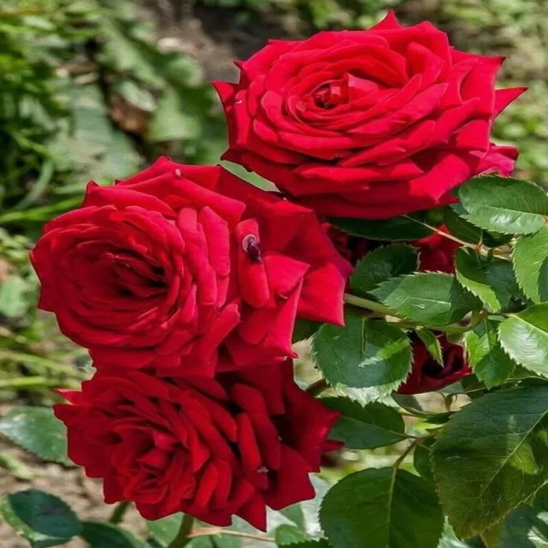 Hybrid (Hybrid Rose) seeds for planting in home garden