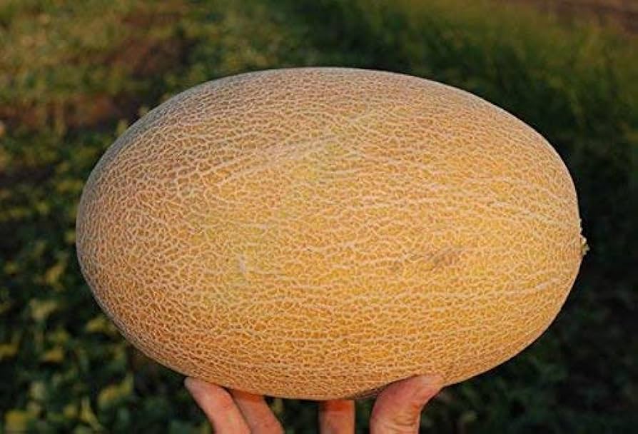 Hybrid summer melon seeds for home gardens