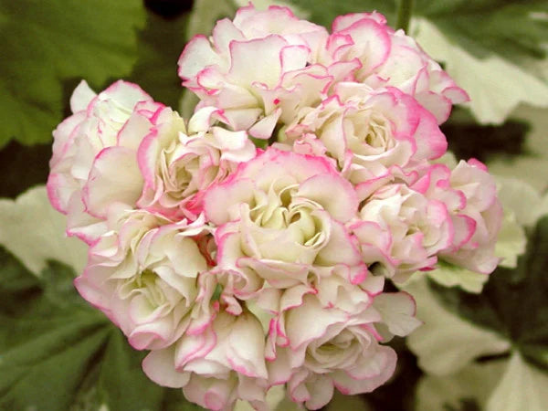 Close-up of Light Pink Hydrangea blossoms