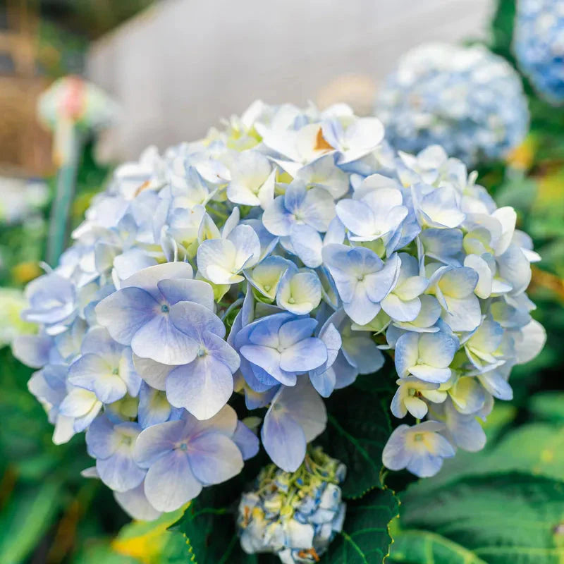 Blue White Hydrangea Flower seeds for Planting - Shade Tolerant, Heirloom & GMO Free Seeds for Home Garden
 
 Sale for planting in home garden