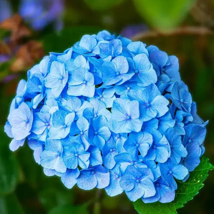 Blue Hydrangeas growing along garden borders