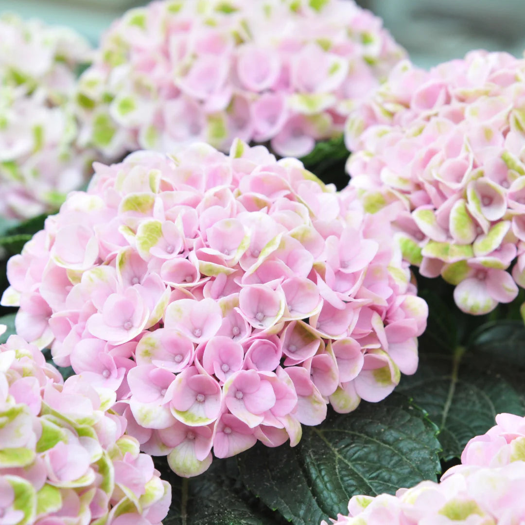 Hydrangea light pink flowers in garden borders