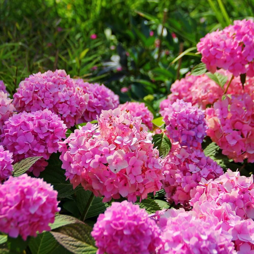 Pink Hydrangea Flowers in a Beautiful Garden