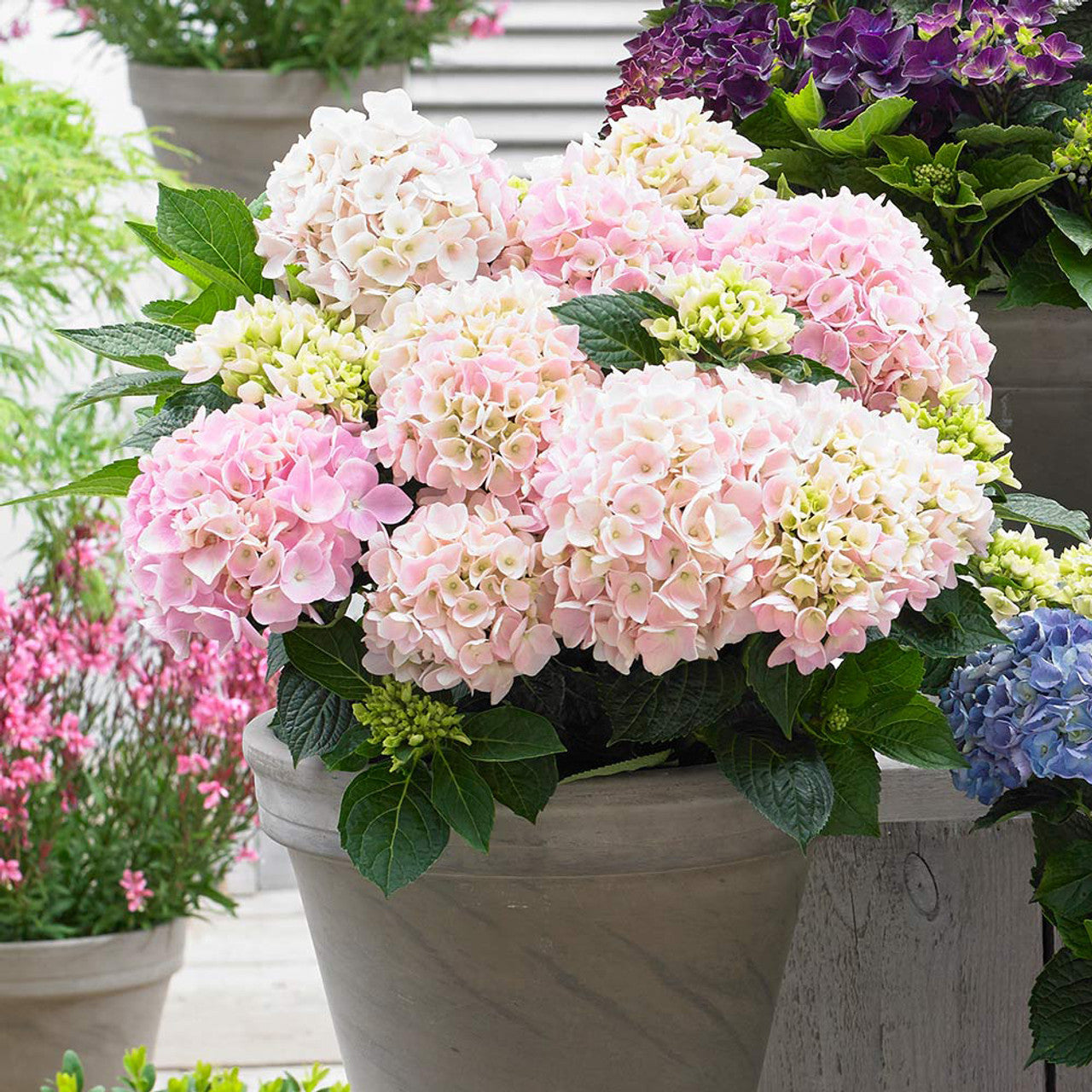 Light Pink Hydrangea flowers growing in pots
