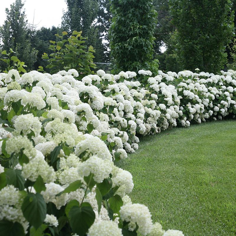 Hydrangea Flower seeds for Planting - Premium Quality, Heirloom & GMO Free Seeds for Home Garden
 
 Sale for planting in home garden.