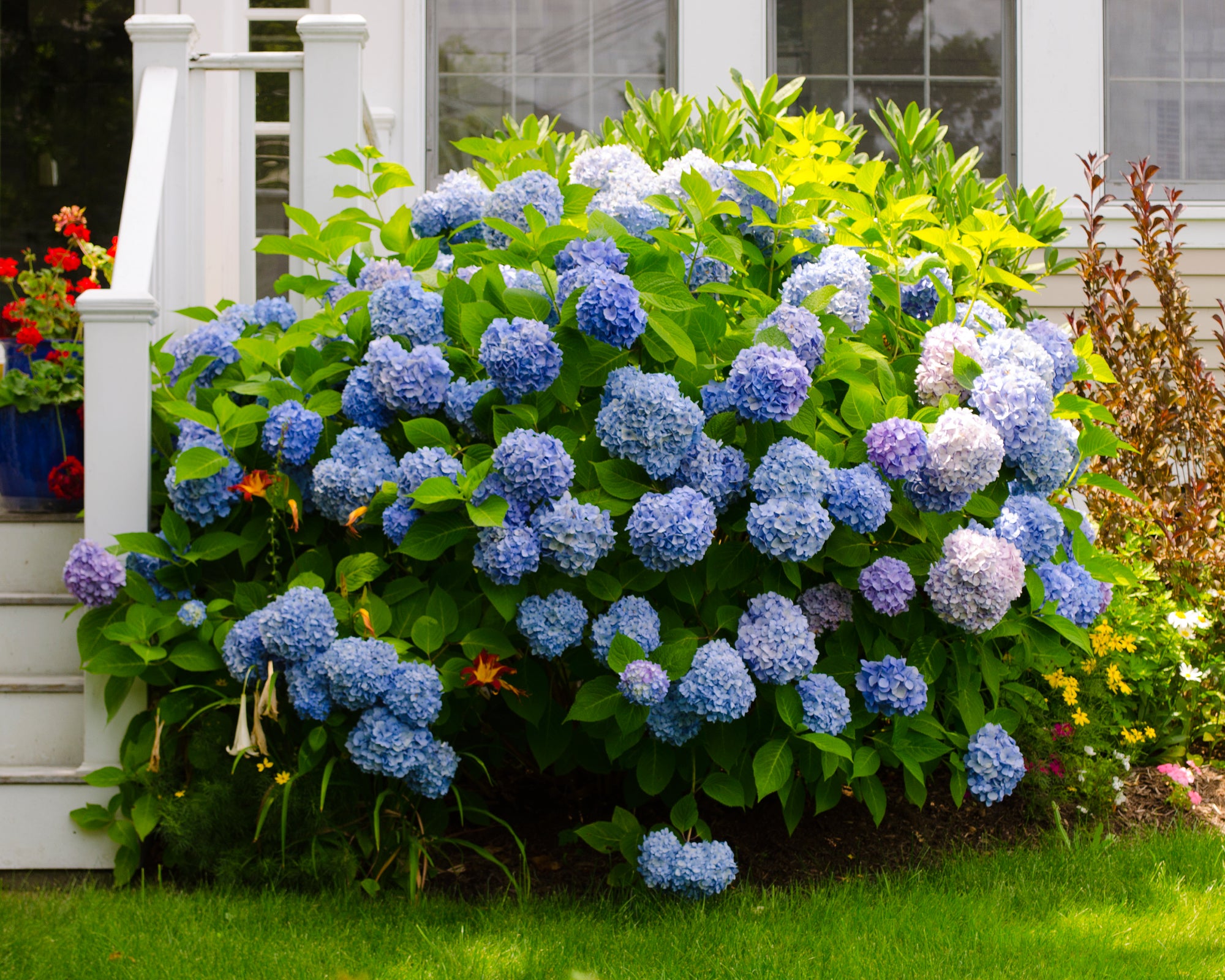 Blue Hydrangea flowers enhancing garden landscapes