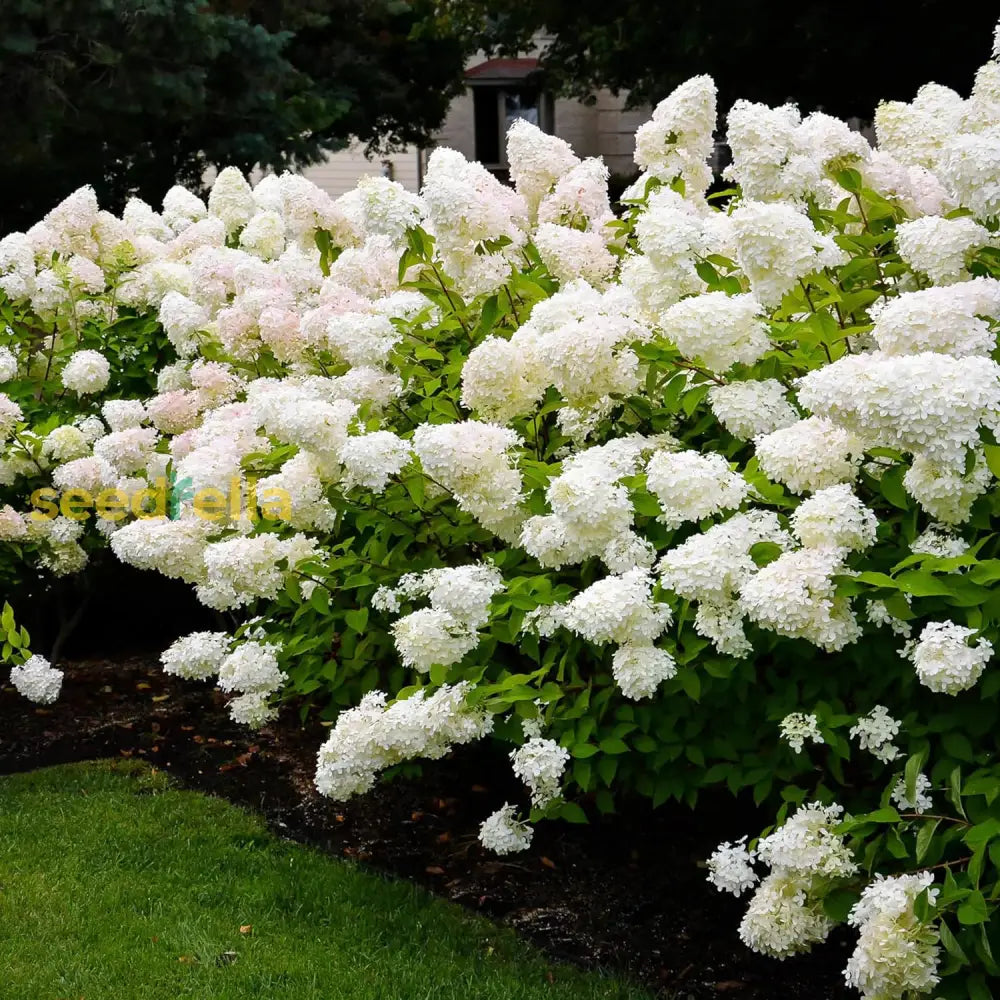 Hydrangea Paniculata Seeds Peegee Fast Growing Attracts Pollinators Bed Border Patio Outdoor