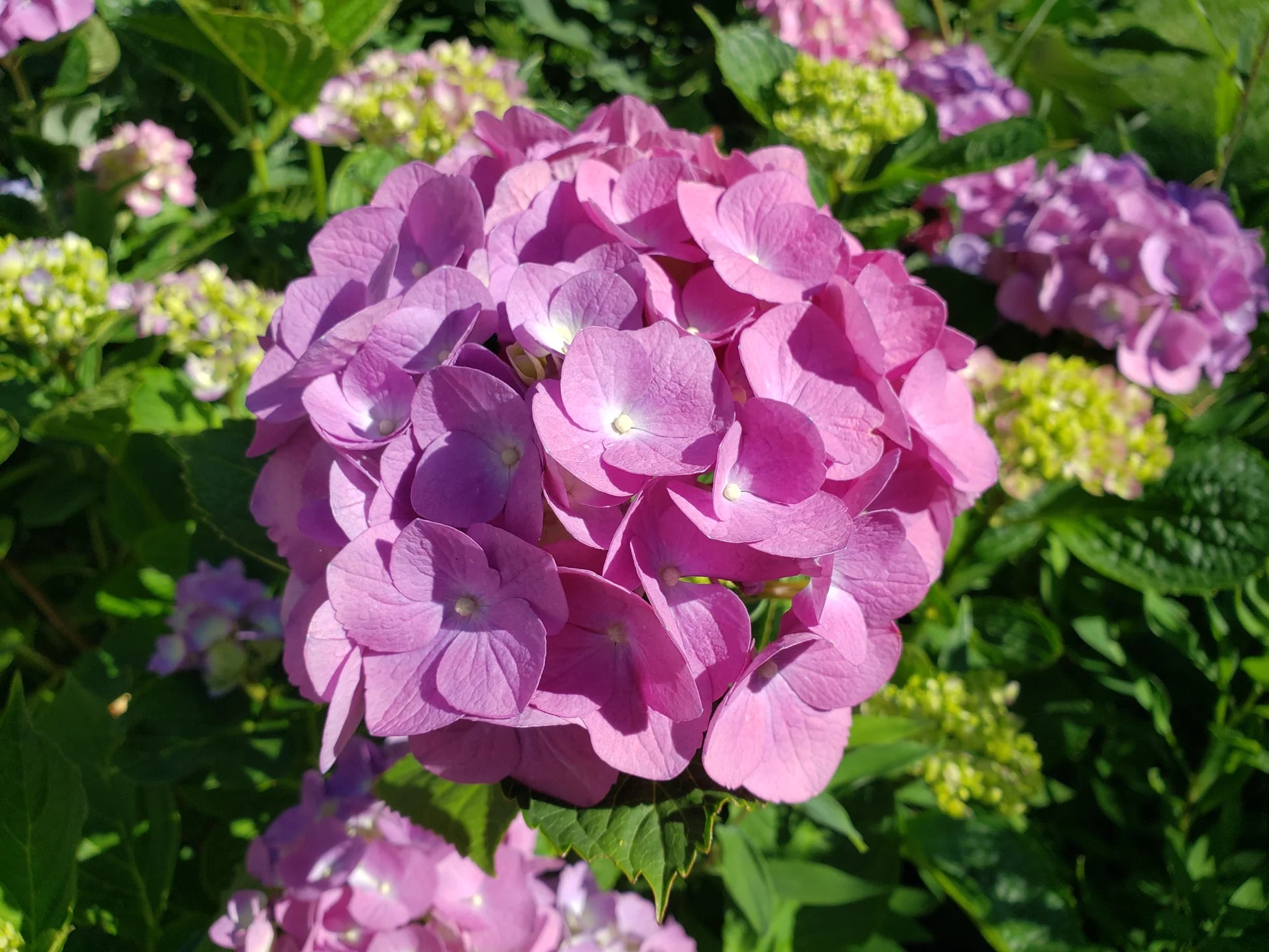 Pink Hydrangea Plant in Decorative Container
