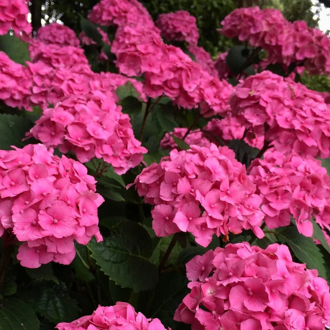 Hydrangea Seeds Deep Pink variety for decorative gardens