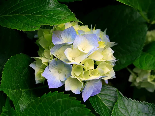 Blue And Yellow Hydrangea Flower Seeds For Beautiful Planting