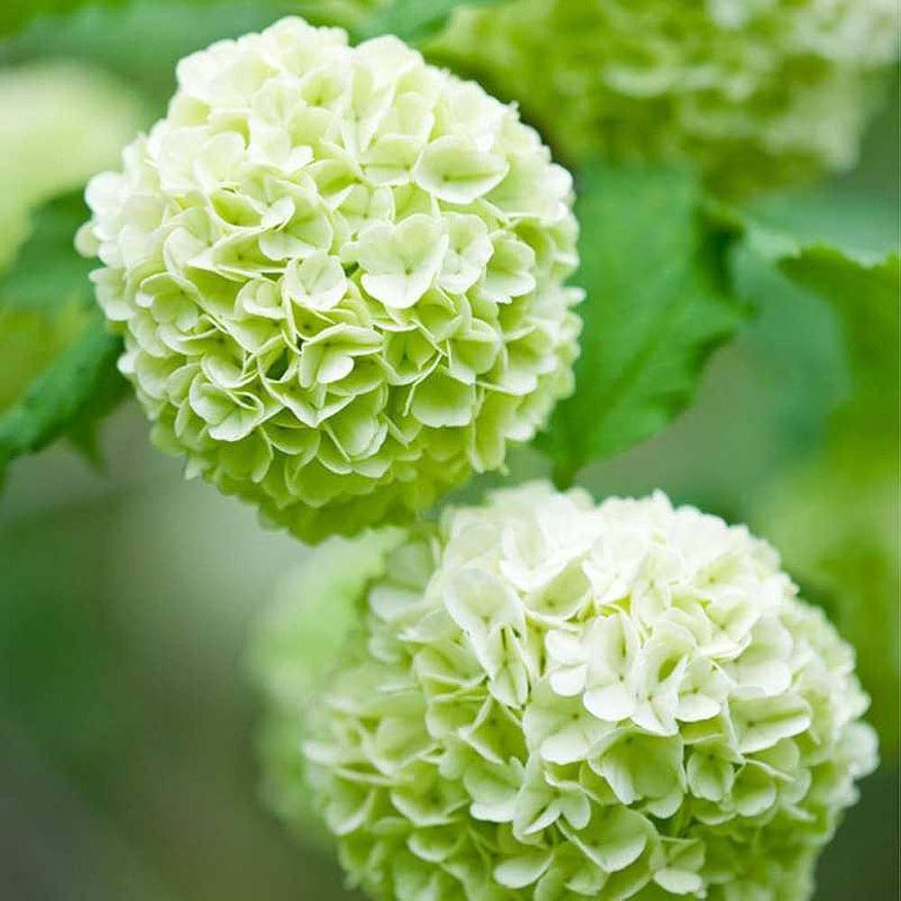 Hydrangea flower seeds for ornamental garden planting