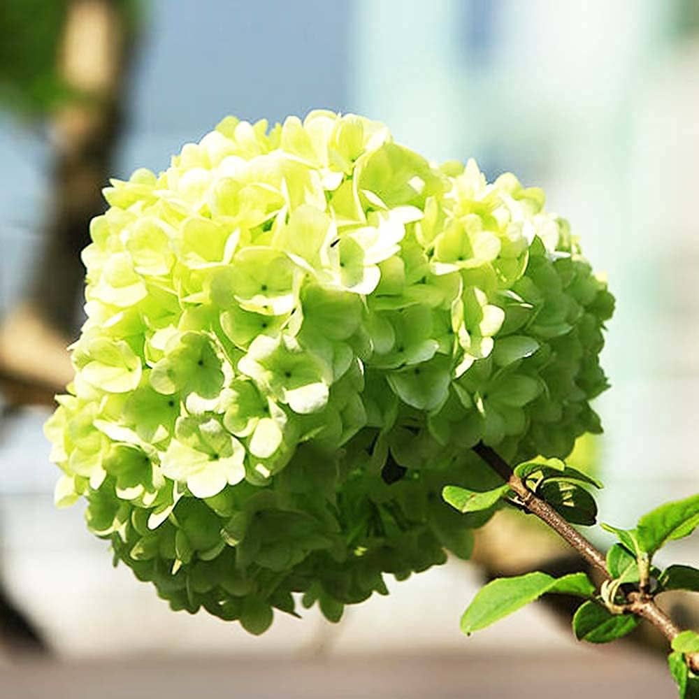 Hydrangea macrophylla seeds producing beautiful garden blooms