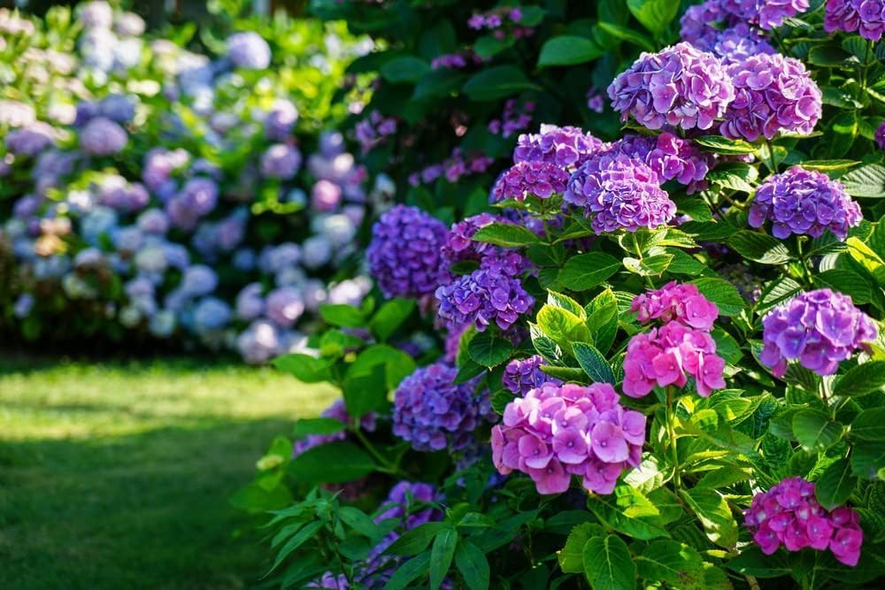 hydrangea-seeds-for-planting