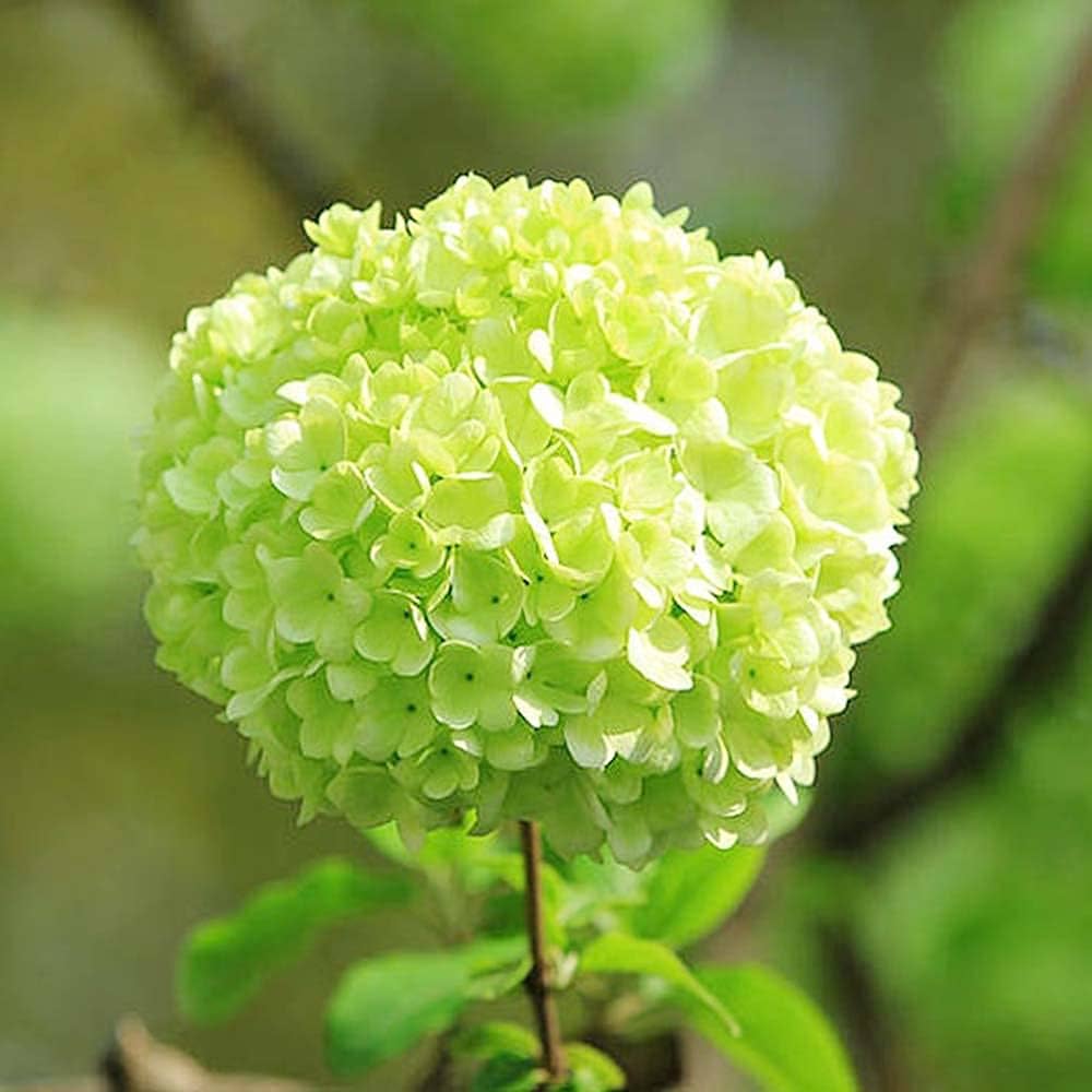Hydrangea shrubs growing in shaded garden areas