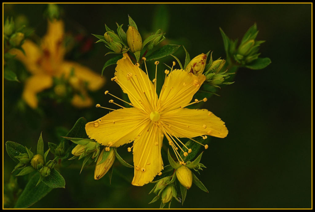 Green Foliage and Leaf Detail of Hypericum pyramidatum Plant