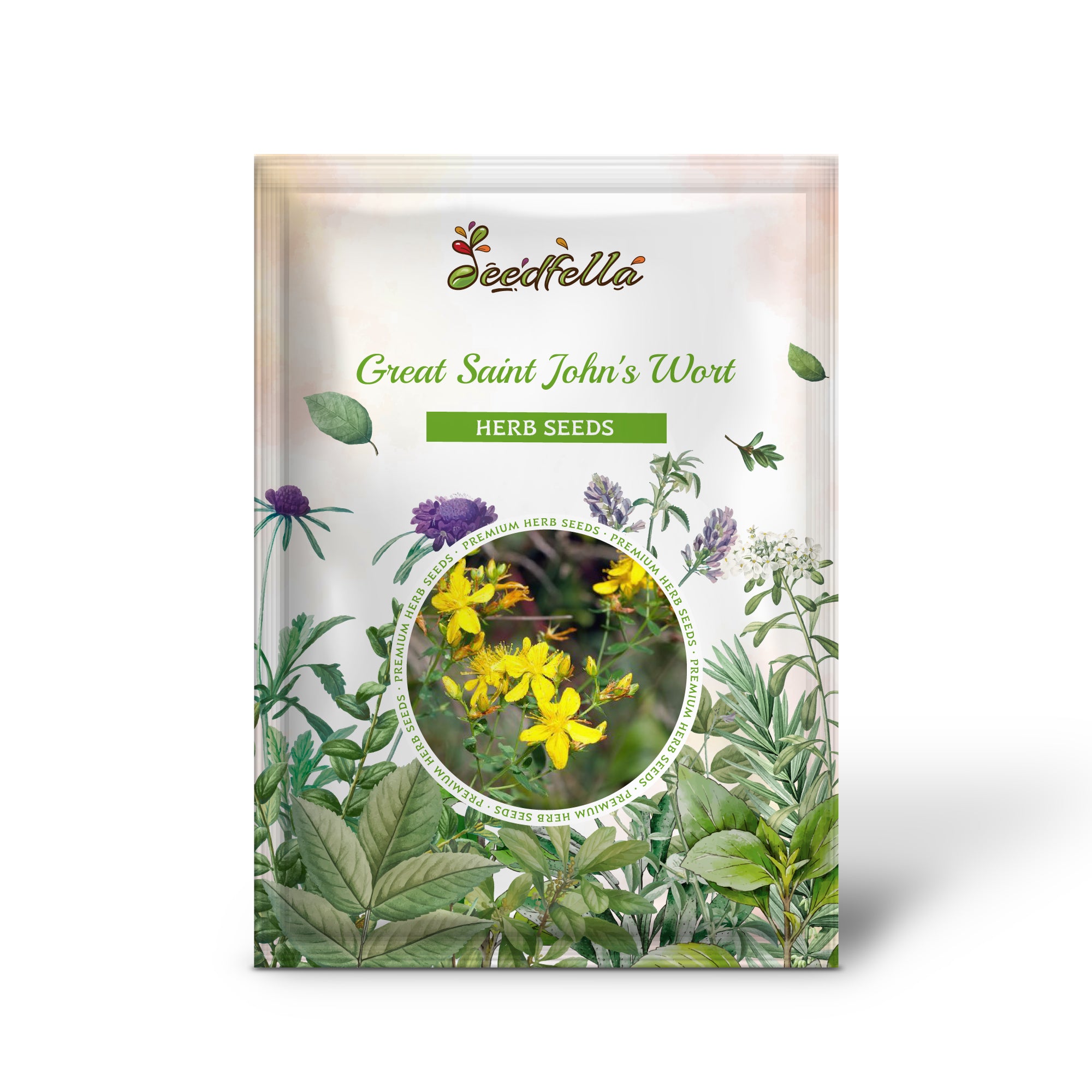 Hypericum pyramidatum Great Saint John’s Wort Plant Growing Outdoors