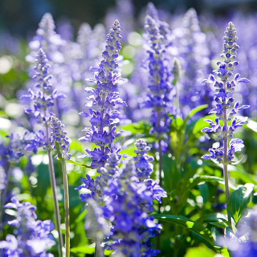 Aromatic Green Foliage of True Blue Hyssop Plant