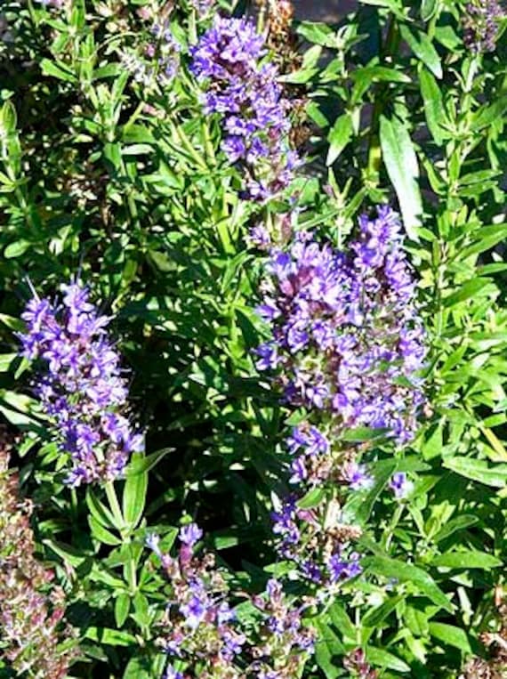 Perennial Hyssop seedlings grown from seeds