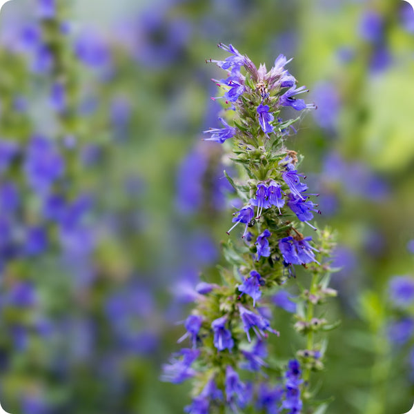 Hyssop seeds Hyssopus officinalis flowering herb