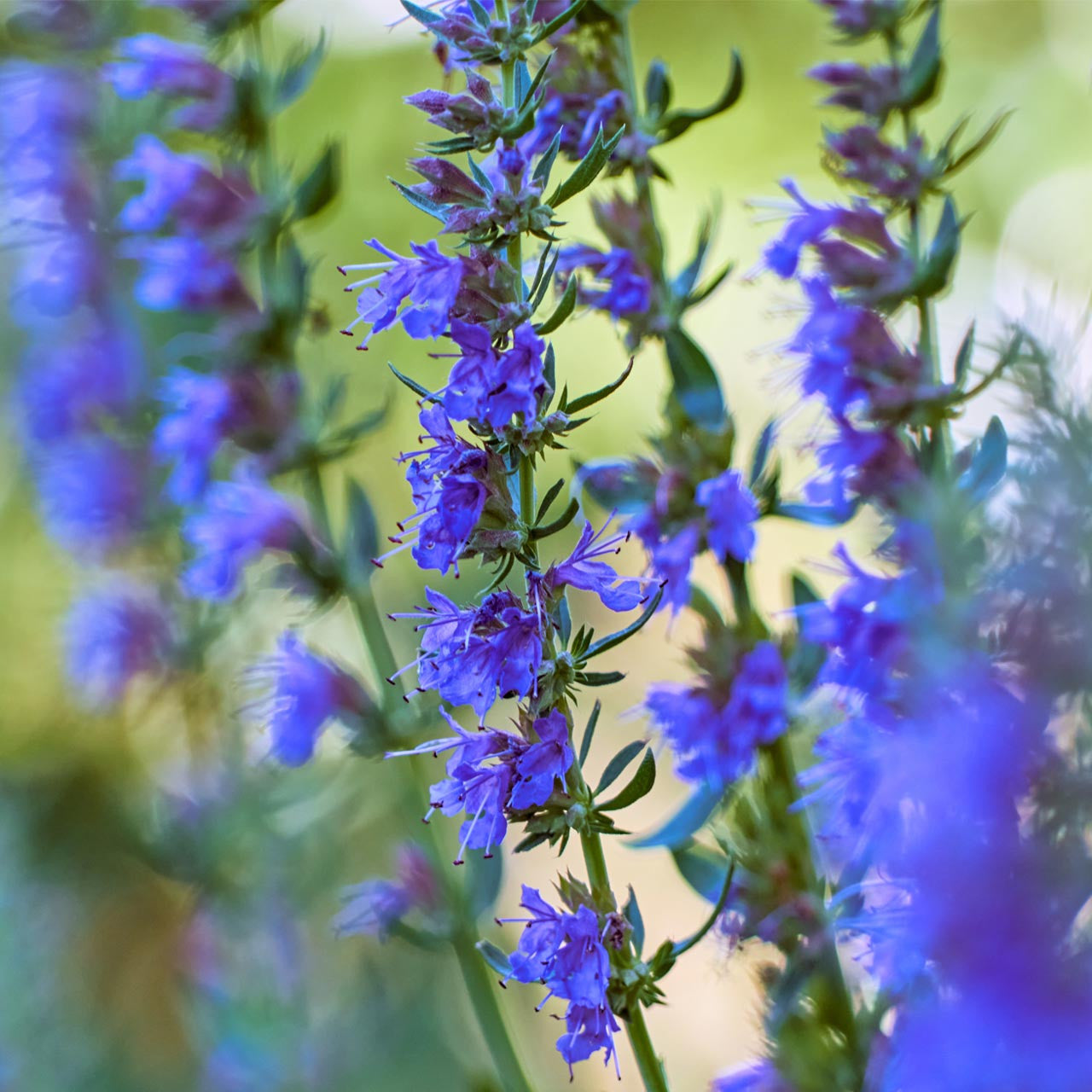 Hyssopus Officinalis Blue Flower Seeds for Home Gardening