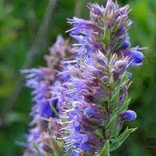 Hyssop grown from seeds in dry rock garden landscape