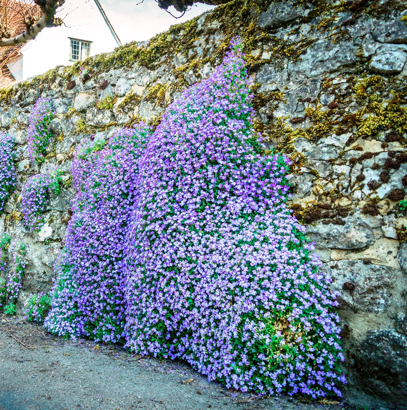 Rock Cress Planting Flower Blue Seeds For A Vibrant Garden Display