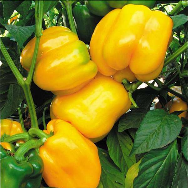 Light yellow bell pepper seeds for home garden planting, non-GMO