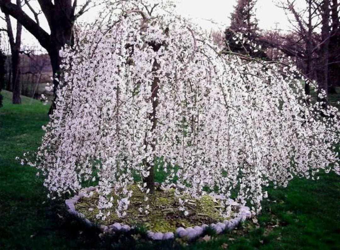 Weeping Cherry Tree Seeds - Ornamental Flowering For Beautiful Garden Planting Flower