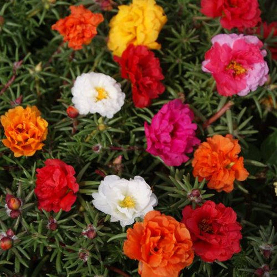 Portulaca Moss Flower seeds for Planting - Shade Tolerant, Heirloom & GMO Free Seeds for Home Garden
 
 Sale seeds for planting in home garden