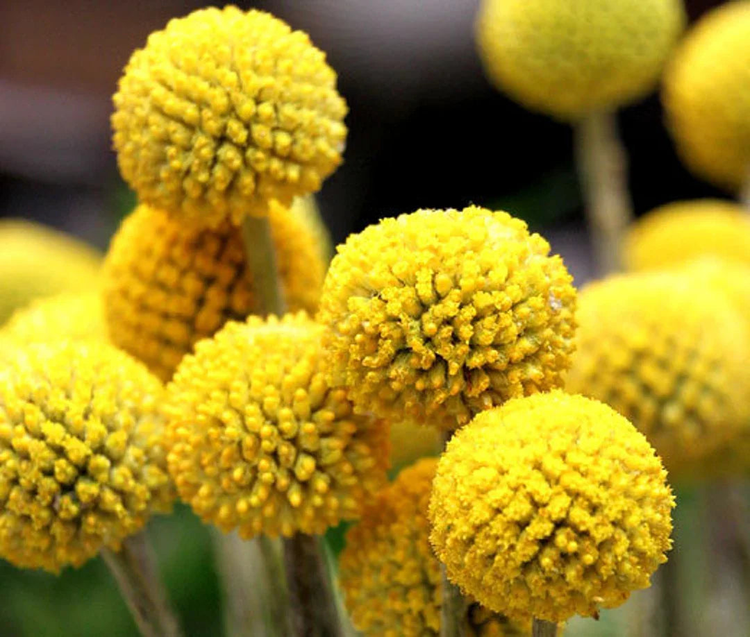 Yellow Balls or Craspedia Flower seeds for Planting - Seasonal Bloomer, Heirloom & GMO Free Seeds for Home Garden
 
 Sale seeds for planting in home garden