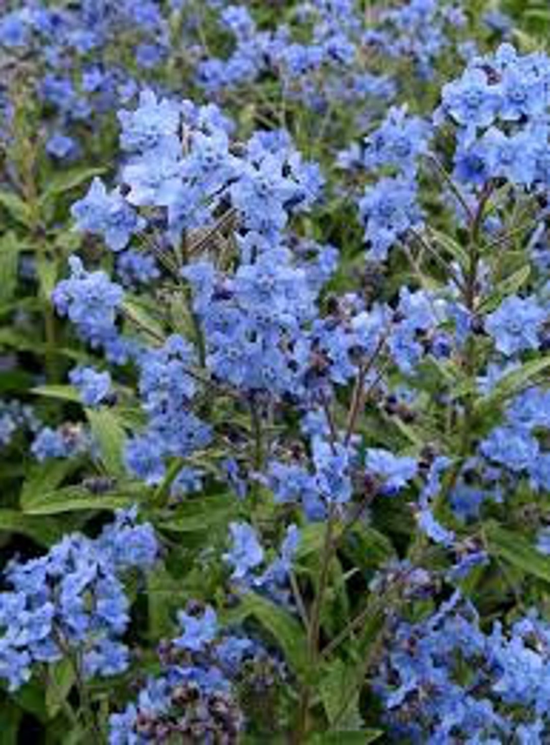 Blue Cynoglossum Amabile Flower seeds for Planting - Cottage Garden Essential, Heirloom & GMO Free Seeds for Home Garden
 
 Sale for planting in home garden.