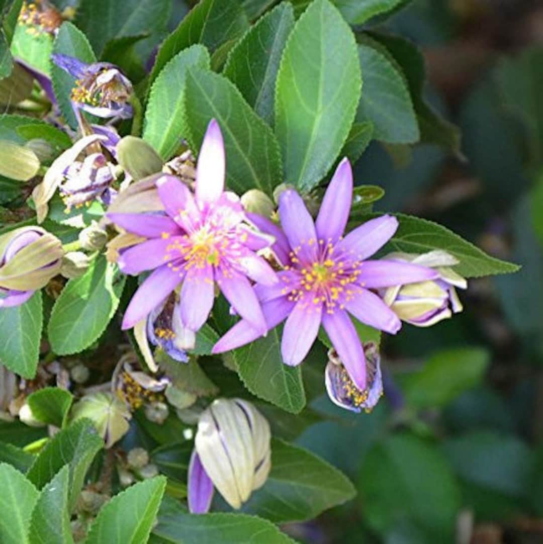 Grewia Flower seeds for Planting - Bright Blooms, Heirloom & GMO Free Seeds for Home Garden
 
 Sale for planting in home garden.