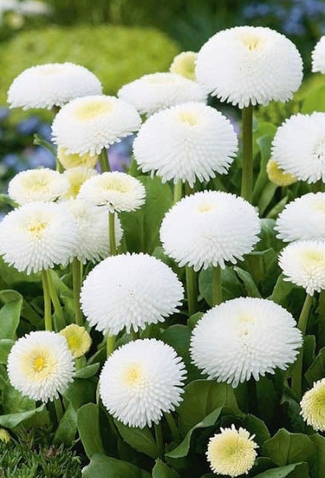 White Bellis Flower seeds for Planting - Cottage Garden Essential, Heirloom & GMO Free Seeds for Home Garden
 
 Sale seeds for planting in home garden