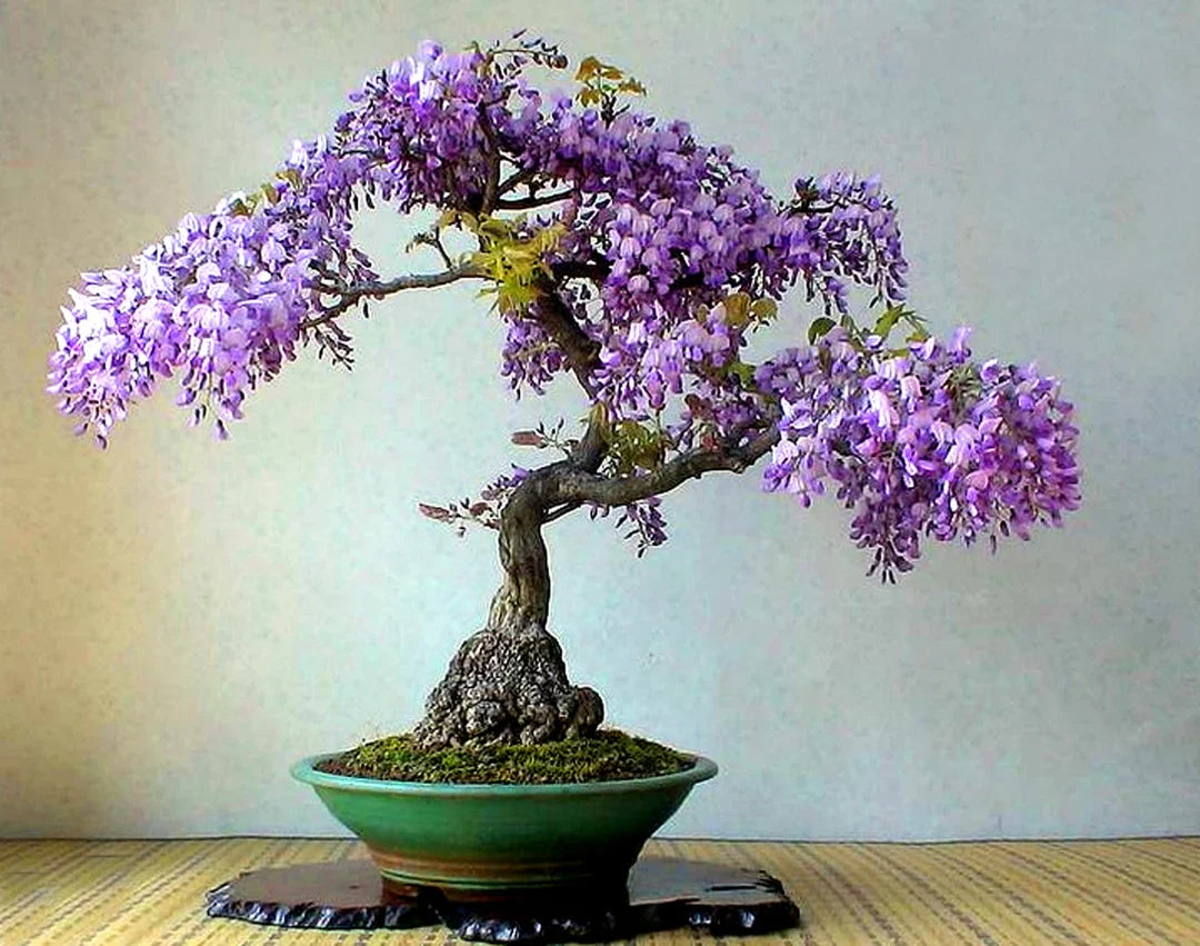 Violet Simsii Bonsai Flower seeds for Planting Garden Favorite Heirloom & GMO Free Seeds for Home Garden 
 
 Sale for planting in home garden