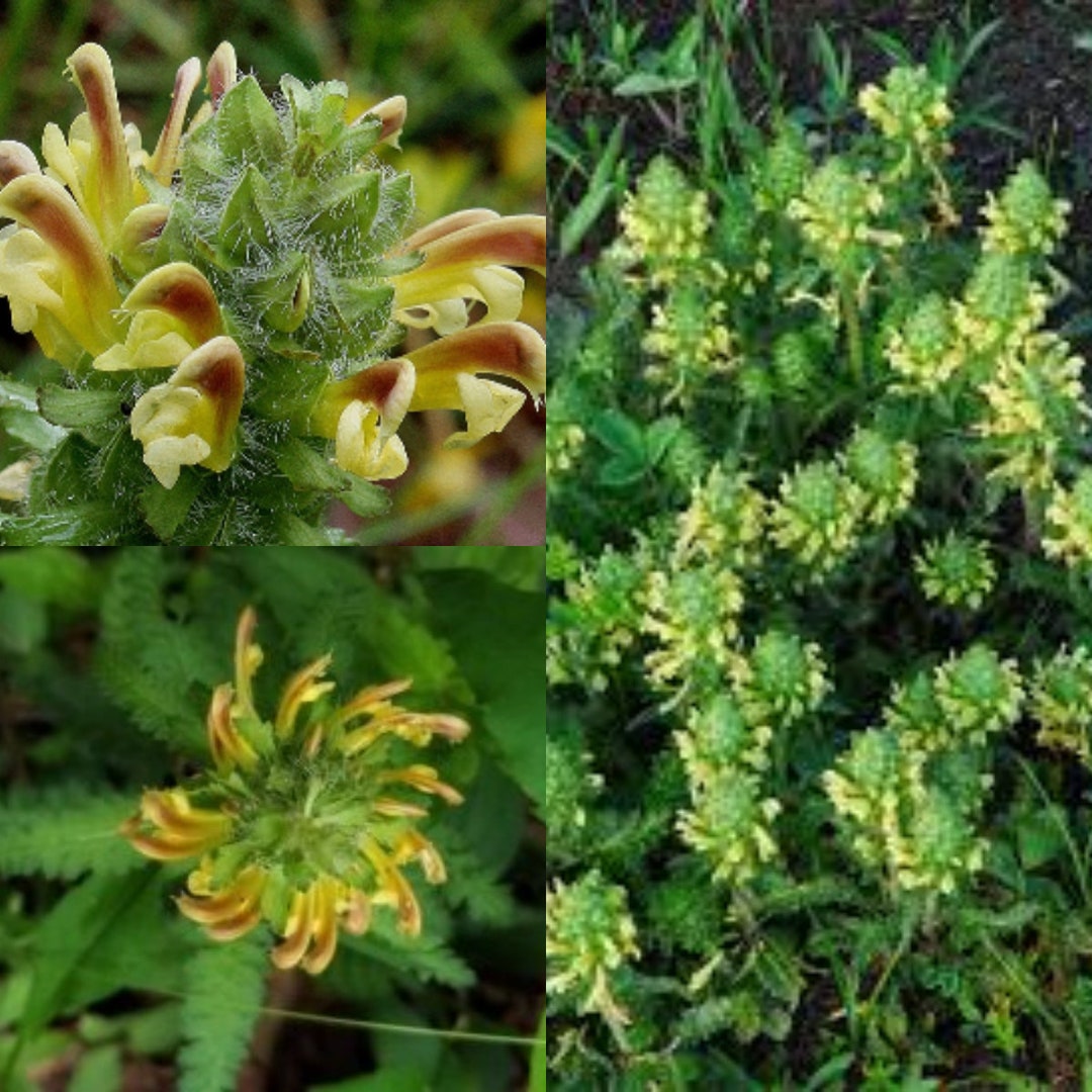 Lousewort Flower seeds for Planting - Perfect for Borders, Heirloom & GMO Free Seeds for Home Garden
 
 Sale seeds for planting in home garden