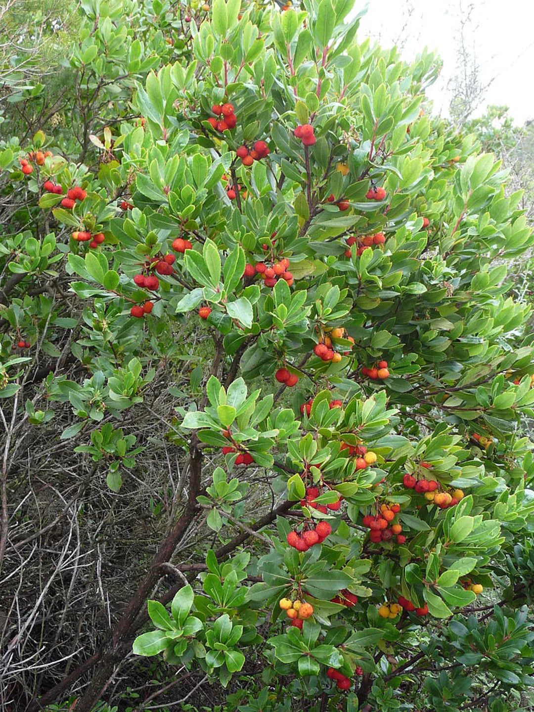 Arbutus Unedo Strawberry Tree Seeds - Planting Mix Fruit